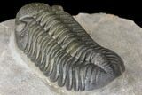Detailed Morocops Trilobite - Beautiful Specimen #126310-5